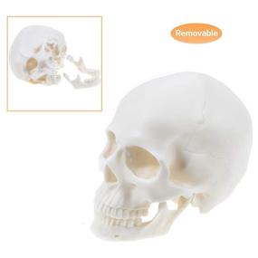 img 3 attached to Ocean Aquarius Realistic Skull Human