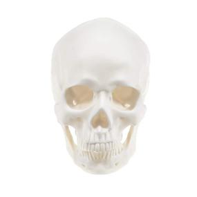 img 4 attached to Ocean Aquarius Realistic Skull Human