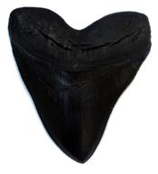 giant shark tooth - megalodon (black) logo
