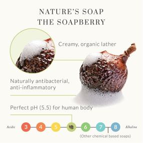 img 2 attached to 🌿 Gentle Volumizing Shampoo by Tree To Tub - Biotin & Caffeine Shampoo with Wild Soapberries & Argan Oil - 8.5 oz - for Women & Men