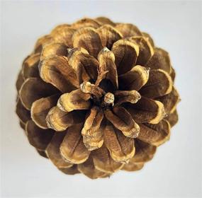 img 3 attached to PineCones Package Natural Crafting Home Furniture