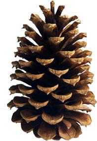 img 4 attached to PineCones Package Natural Crafting Home Furniture