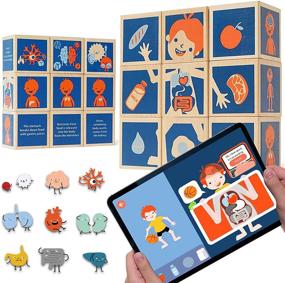 img 4 attached to Explore Your Innards: KIPPTO Educational Toy for 1-Year-Olds