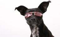 🐶 doggles k9 optix sunglasses for dogs, medium size, frameless design, copper lens логотип