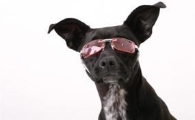 img 1 attached to 🐶 Doggles K9 Optix Sunglasses for Dogs, Medium Size, Frameless Design, Copper Lens