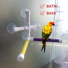 img 2 attached to 🐦 Parrot Window Shower Rack Toy - Bird Bath Perch Stand with 4-Suction Cup, Ideal for Parakeet Lovebirds Macaw Cockatiel Cockatoo African Grey Conure