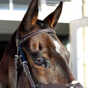 img 2 attached to Horze Prescott Cross Noseband Bridle