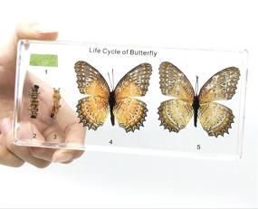 img 2 attached to Classroom Specimens: Butterfly Paperweights for the Life Cycle