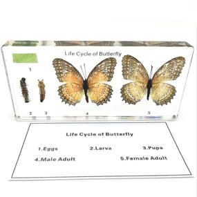 img 3 attached to Classroom Specimens: Butterfly Paperweights for the Life Cycle