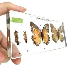 img 1 attached to Classroom Specimens: Butterfly Paperweights for the Life Cycle