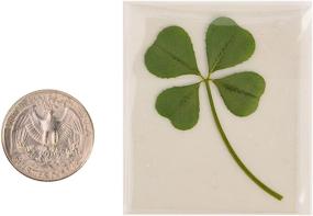 img 2 attached to 🍀 ARTMART Natural Genuine Real Four-Leaf Clover Green Irish Shamrock St. Patrick's Day Lucky Charm Pressed Flower for Crafts and Supplies - Large Size