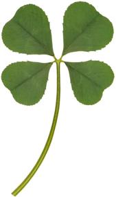 img 3 attached to 🍀 ARTMART Natural Genuine Real Four-Leaf Clover Green Irish Shamrock St. Patrick's Day Lucky Charm Pressed Flower for Crafts and Supplies - Large Size