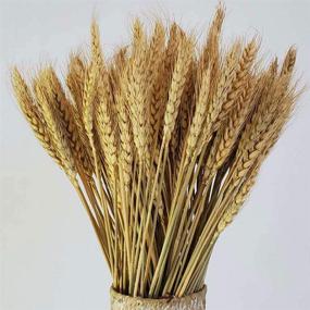 img 4 attached to 🌾 100 Stems of Natural Dried Wheat Stalks: Ideal for Flower Arrangements and Home Wedding Decor