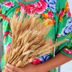 img 3 attached to 🌾 100 Stems of Natural Dried Wheat Stalks: Ideal for Flower Arrangements and Home Wedding Decor