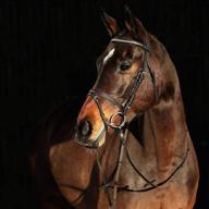 horze spirit weston bridle brown logo