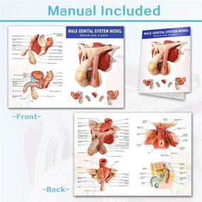 img 1 attached to Genital 5 Parts Testicular Reproductive Anatomical