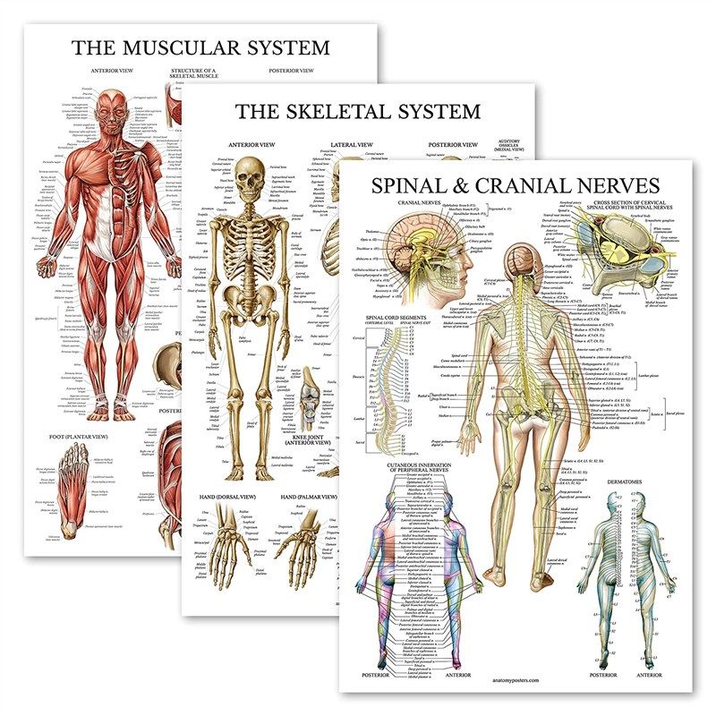 Pack Skeleton Muscular Anatomical Laminated reviews | Revain