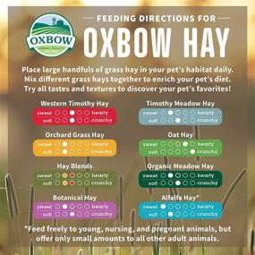 img 1 attached to 🌱 Oxbow Animal Health Orchard Grass Hay - Premium Natural Feed for Chinchillas, Rabbits, Guinea Pigs, Hamsters & Gerbils in Bulk Size