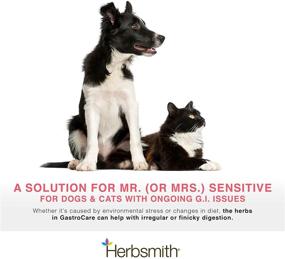 img 3 attached to 🌿 Herbsmith GastroCare: Effective Digestive Support for Cats & Dogs with Sensitive Stomachs