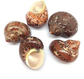 img 4 attached to 🐚 PEPPERLONELY 5 PC Natural Hermit Crab Shells, Tapestry Turbo, 1.5-2.25 Inches