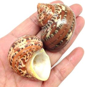 img 3 attached to 🐚 PEPPERLONELY 5 PC Natural Hermit Crab Shells, Tapestry Turbo, 1.5-2.25 Inches