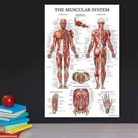 img 1 attached to Muscular System Shoulder Anatomy Poster