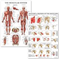 muscular system shoulder anatomy poster logo