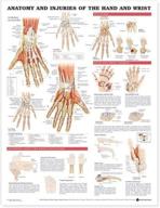 wrist anatomy injuries anatomical chart logo