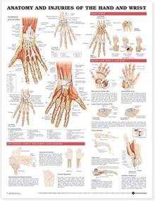 img 1 attached to Wrist Anatomy Injuries Anatomical Chart
