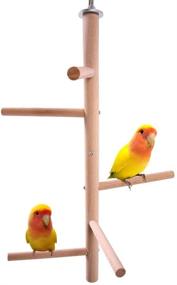 img 1 attached to 🐦 QBLEEV Bird Perch - Premium Wooden Stands for Conure Parakeet Budgie Cockatiels Lovebirds and more