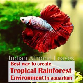 img 2 attached to 🌿 Top-Quality Indian Almond Leaves for Stunning Aquarium Decorations. Catappa Leaves Abundant in Tannin. Enhances Health, Vitality, and Successful Breeding of Betta Fish & Shrimp.