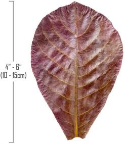 img 3 attached to 🌿 Top-Quality Indian Almond Leaves for Stunning Aquarium Decorations. Catappa Leaves Abundant in Tannin. Enhances Health, Vitality, and Successful Breeding of Betta Fish & Shrimp.