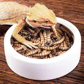 img 2 attached to 🦎 Ceramic Reptile Food Bowl Set - 4 Pack Worm Dish for Lizards and Geckos (2.7inch)