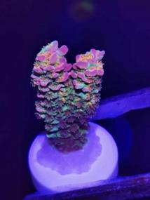 img 1 attached to 🐠 Aquarium Choice Ceramic Coralline Coral Frag Plugs 30 Pack: Enhancing Coral Growth and Aesthetics