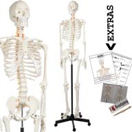 🪦 life size axis scientific human skeleton model anatomy bundle - 5' 6" skeletal system with 206 bones, interactive medical replica, 3 year warranty, study guide, adjustable rolling stand, dust cover логотип