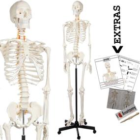 img 4 attached to 🪦 Life Size Axis Scientific Human Skeleton Model Anatomy Bundle - 5' 6" Skeletal System with 206 Bones, Interactive Medical Replica, 3 Year Warranty, Study Guide, Adjustable Rolling Stand, Dust Cover