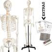 🪦 life size axis scientific human skeleton model anatomy bundle - 5' 6" skeletal system with 206 bones, interactive medical replica, 3 year warranty, study guide, adjustable rolling stand, dust cover logo