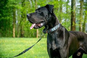 img 2 attached to 🐶 Large Teal Paisley Martingale Dog Collar - 1.5" Width for Training, Safety, Nonslip, No-Buckle with Leash