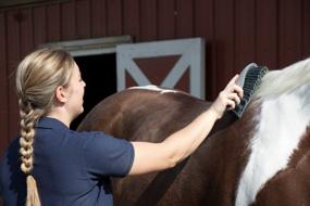 img 1 attached to Oster Equine Care Series Horse Grooming Brush, Firm Bristle, Pink (0-34264-41960-5)