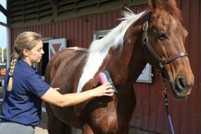 img 2 attached to Oster Equine Care Series Horse Grooming Brush, Firm Bristle, Pink (0-34264-41960-5)