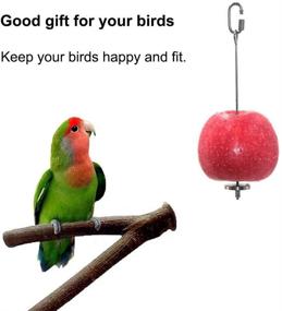 img 1 attached to 🐦 Stainless Steel Bird Fruit Holder: Essential Food Skewer & Treat Feeder for Parrots, Hens, and Small Animals
