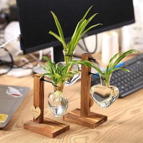 img 3 attached to 🌿 Hydroponic Plant Propagation Planter: Glass Terrarium for Air Plants - Enhance Your Home and Office Décor with 3 Heart Vase + 3 Wood Stand Combo!