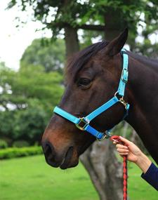 img 3 attached to Cushioned Padding TEKE Horse Halter: Adjustable and Comfortable for Equine Care