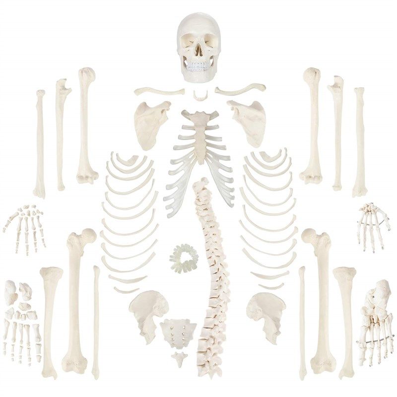 axis scientific disarticulated articulated anatomical 로고