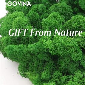 img 3 attached to 🌿 GOVINA Moss Preserved Reindeer Floral Natural Decorative Moss - Ideal for Fairy Gardens, Terrariums, Wedding Dressing, Potted Plants, Crafts, and Floral Projects (3oz, Grass Green)