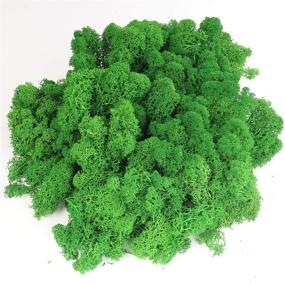 img 4 attached to 🌿 GOVINA Moss Preserved Reindeer Floral Natural Decorative Moss - Ideal for Fairy Gardens, Terrariums, Wedding Dressing, Potted Plants, Crafts, and Floral Projects (3oz, Grass Green)