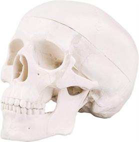 img 3 attached to Mini Skull Model: Anatomical Teaching Made Practical and Portable