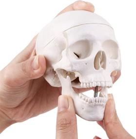 img 4 attached to Mini Skull Model: Anatomical Teaching Made Practical and Portable