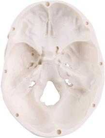 img 1 attached to Mini Skull Model: Anatomical Teaching Made Practical and Portable