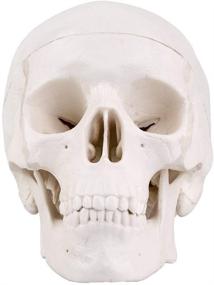 img 2 attached to Mini Skull Model: Anatomical Teaching Made Practical and Portable